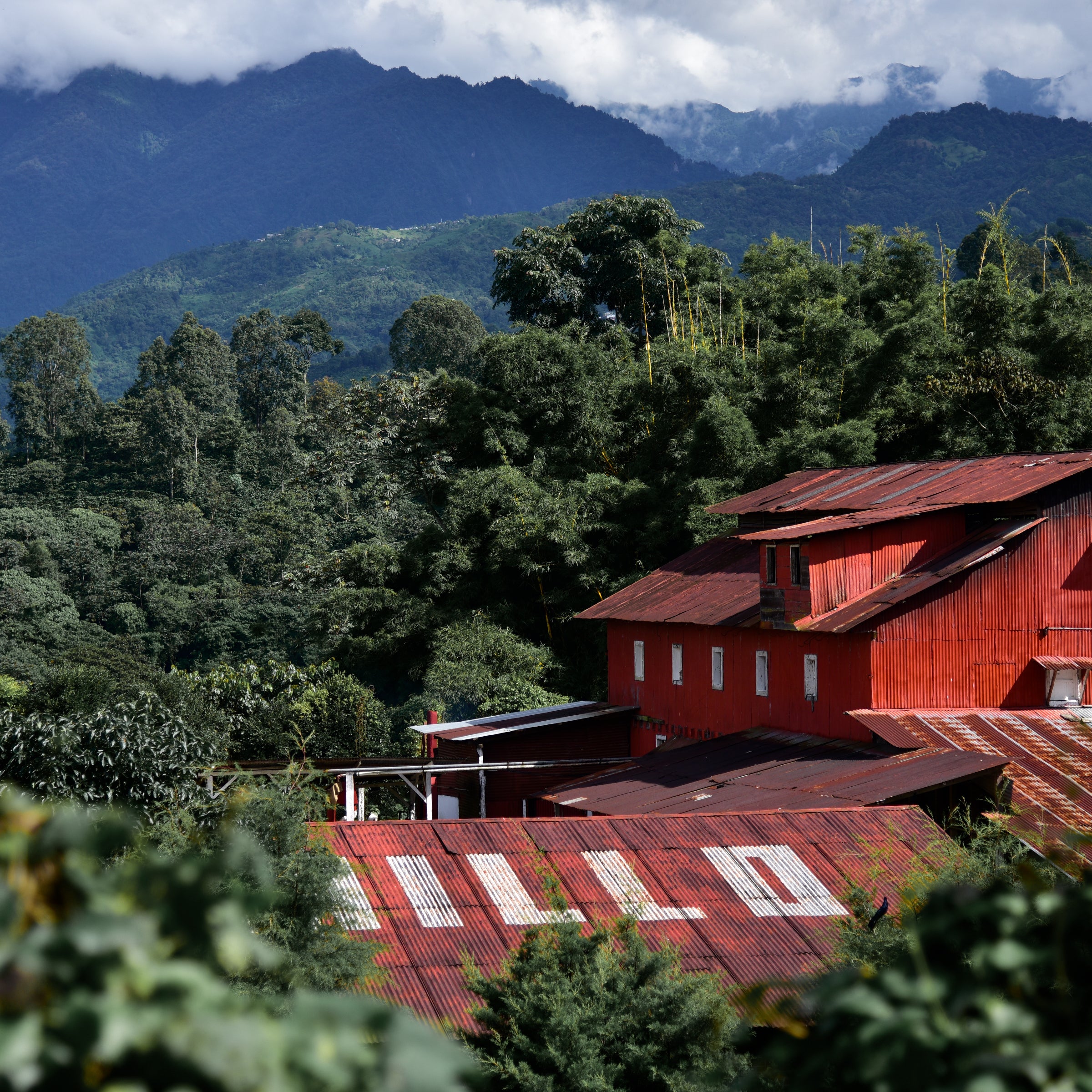 Guatemala El Platanillo, Las Flores